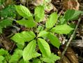 Panax quinquefolius